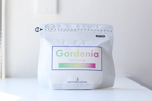 Gardenia 과테말라